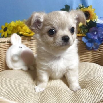 チワワ(ロング)【福岡県・男の子・2025年8月22日・クリーム&ホワイト】の写真「お顔まん丸鼻ぺちゃでかわいい男の子です♪」