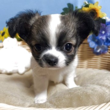 チワワ(ロング)【福岡県・女の子・2025年9月19日・パーティー】の写真「お顔まん丸鼻ぺちゃ小振りでかわいい女の子です♪」