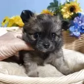 チワワ(ロング)