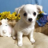 チワワ(ロング)