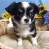 チワワ(ロング)