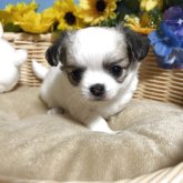 チワワ(ロング)