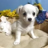 チワワ(ロング)