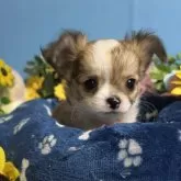 チワワ(ロング)【福岡県・男の子・2024年12月1日・フォーン&ホワイト】の写真1