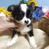 チワワ(ロング)
