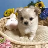 チワワ(ロング)