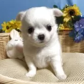 チワワ(ロング)