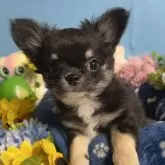 チワワ(ロング)【福岡県・男の子・2024年11月19日・ブラックタン&ホワイト】の写真1