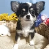 チワワ(ロング)