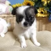チワワ(ロング)