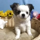 チワワ(ロング)【福岡県・女の子・2025年9月19日・パーティー】の写真5