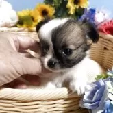 チワワ(ロング)【福岡県・男の子・2025年6月1日・パーティーカラー】の写真6