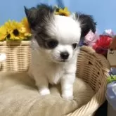 チワワ(ロング)【福岡県・女の子・2025年9月19日・パーティー】の写真7