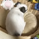 チワワ(ロング)【福岡県・女の子・2025年9月19日・パーティー】の写真8