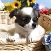 チワワ(ロング)【福岡県・男の子・2025年6月1日・パーティーカラー】の写真9