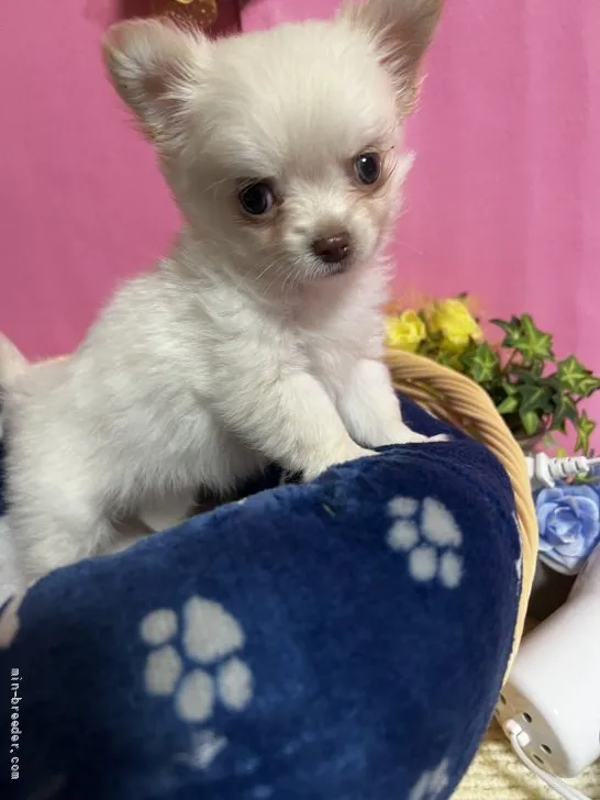 ID:2203-02655の子犬