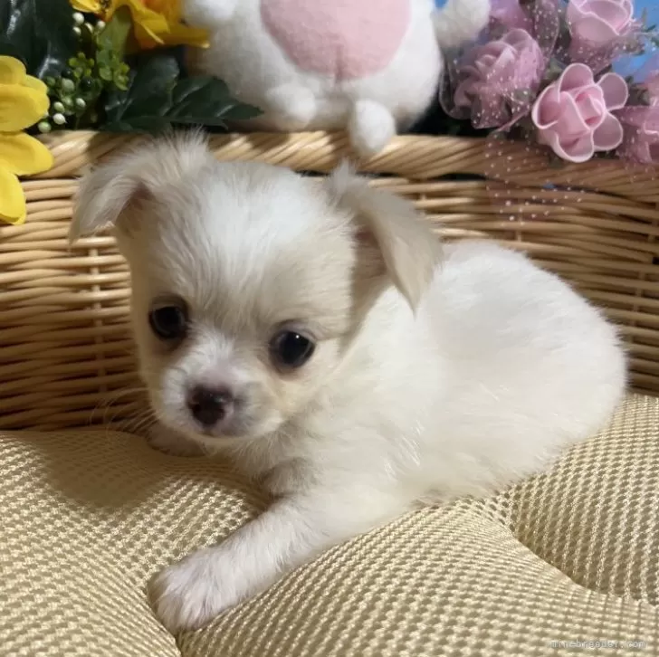ID:2408-02476の子犬