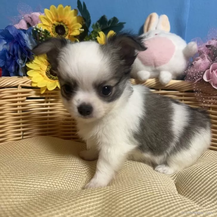 ID:2408-05405の子犬