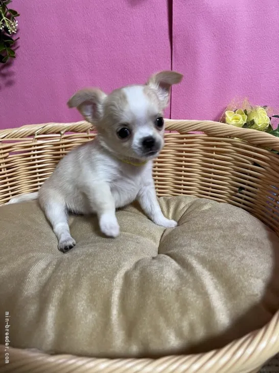 ID：2203-00954の子犬