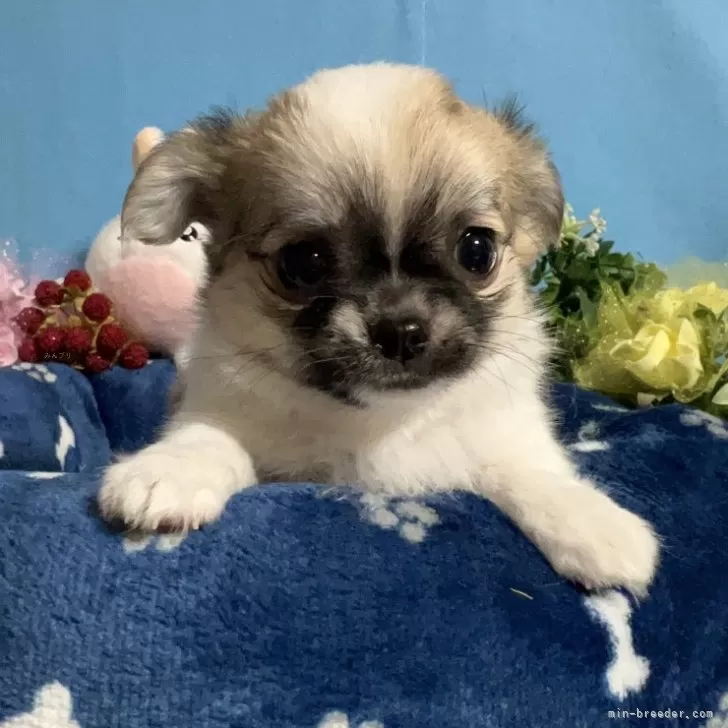 ID:2312-03249の子犬