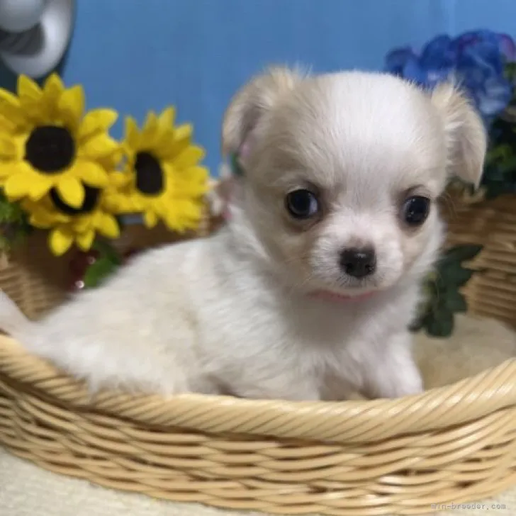 ID:2305-03490の子犬