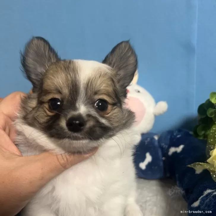 ID:2401-00313の子犬