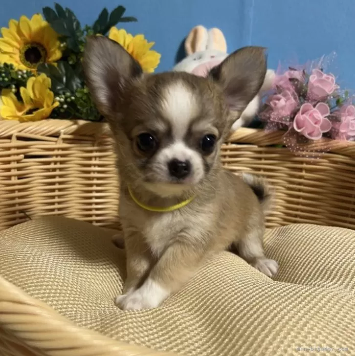 ID：2409-01609の子犬