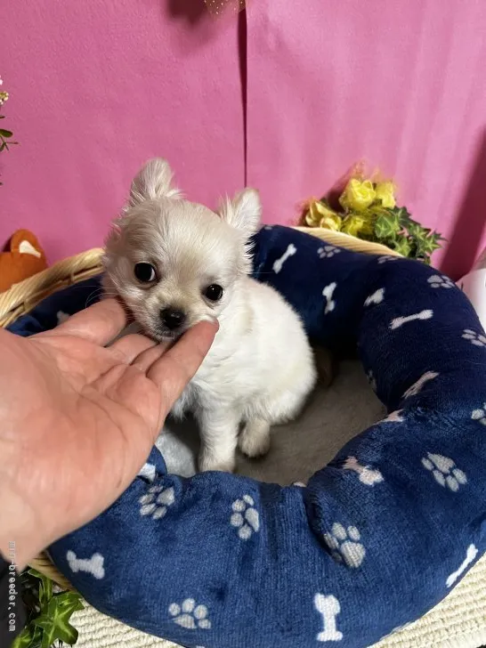 ID:2201-01605の子犬
