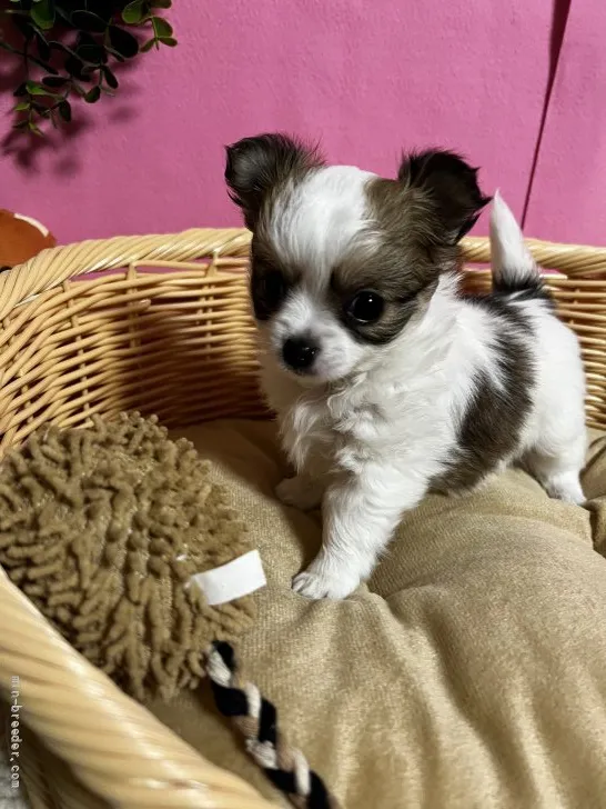 ID：2203-00504の子犬