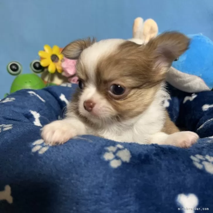 ID：2401-01031の子犬
