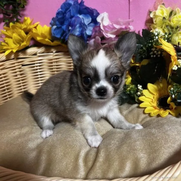 ID:2208-00359の子犬