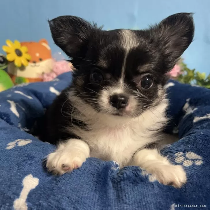 ID：2406-04268の子犬