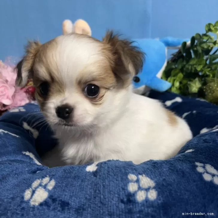 ID：2312-03251の子犬