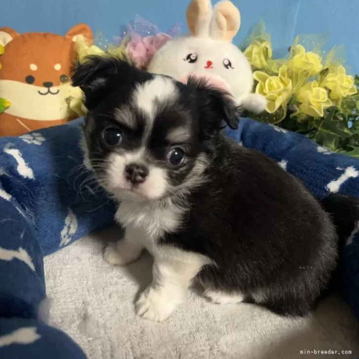 ID:2404-00497の子犬