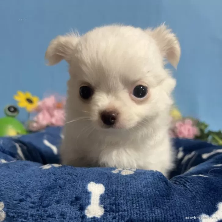 ID:2406-05595の子犬
