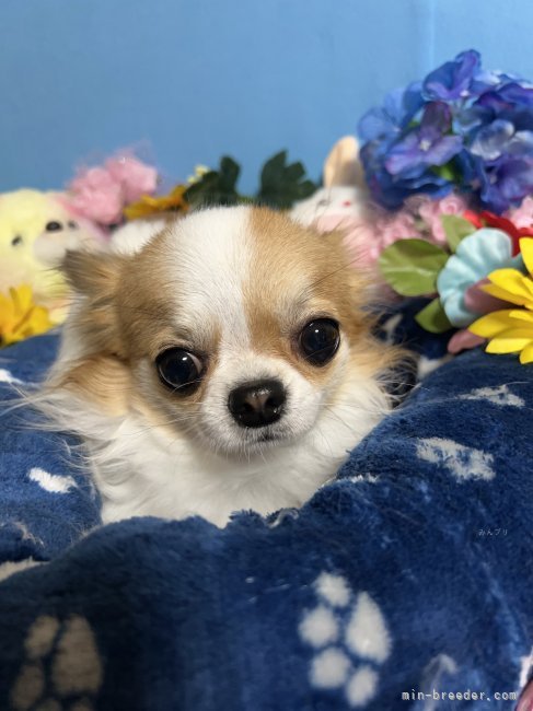 チワワ(ロング)【・男の子・2023年11月19日・パーティー】