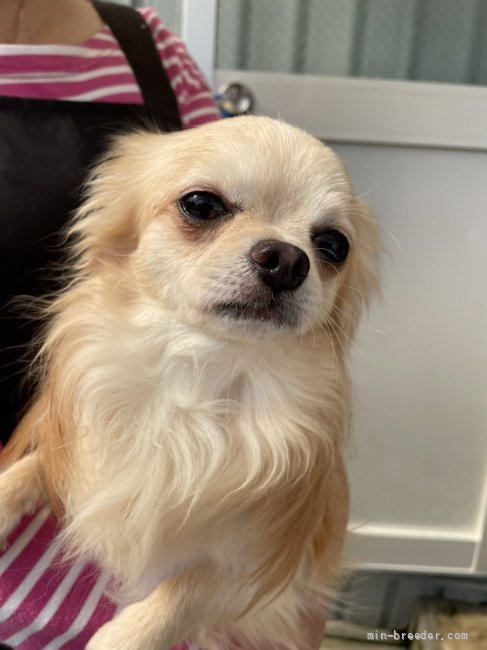 チワワ(ロング)【・男の子・2018年6月17日・クリーム&amp;ホワイト】