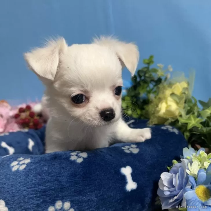 ID:2312-01822の子犬