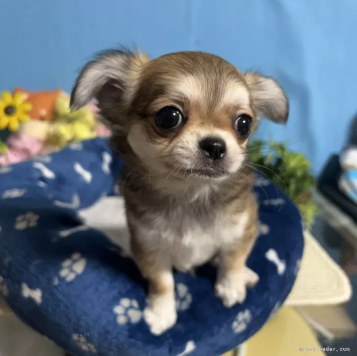 ID：2403-00697の子犬