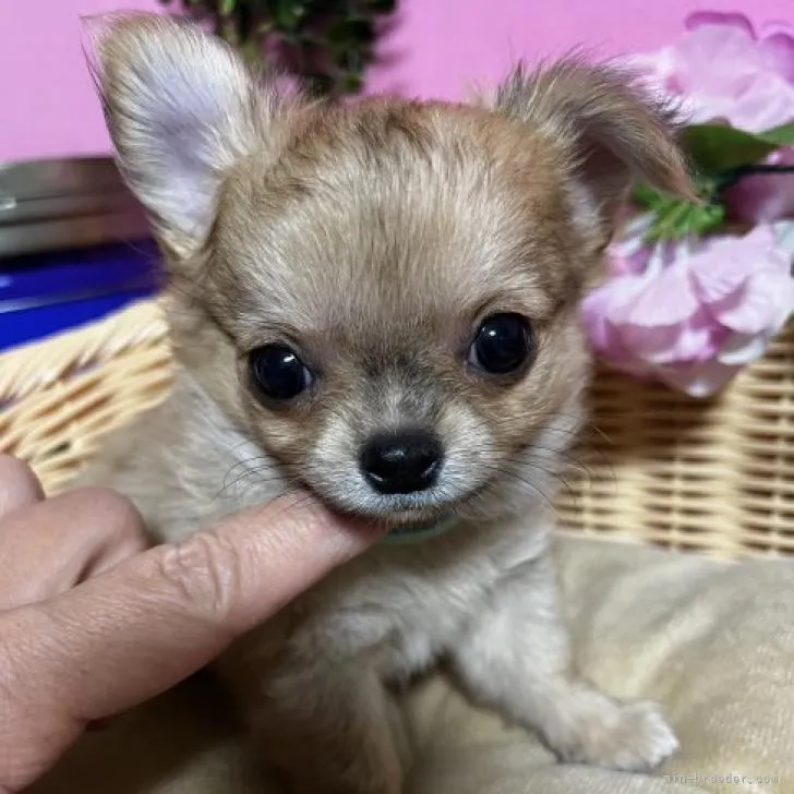 ID：2210-01750の子犬