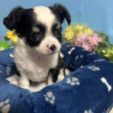 チワワ(ロング)【福岡県・女の子・2024年3月18日・ブラック&ホワイト】の写真「鼻ぺちゃお顔まん丸かわいい女の子です♪」