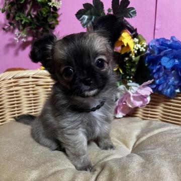 チワワ(ロング)【福岡県・女の子・2022年10月7日・セーブル】の写真「鼻ぺちゃとても小ぶりでかわいい女の子です♪」