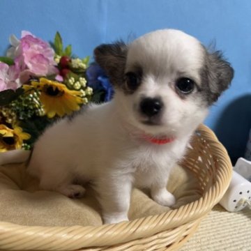 チワワ(ロング)【福岡県・男の子・2023年5月9日・パーティーカラー】の写真「小振りでとてもかわいい男の子です♪」