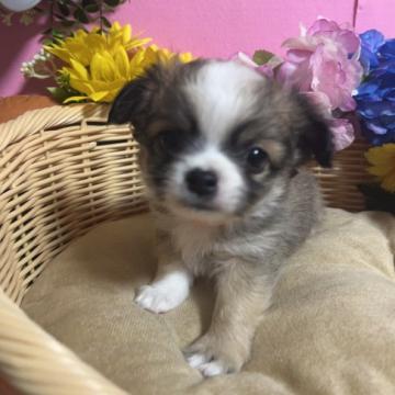 チワワ(ロング)【福岡県・男の子・2022年11月1日・セーブル&ホワイト】の写真「鼻ぺちゃお顔まん丸かわいい男の子です♪」