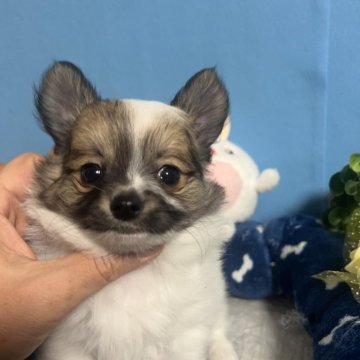 チワワ(ロング)【福岡県・男の子・2023年11月14日・パーティーカラー】の写真「鼻ぺちゃ小振りでとてもかわいい女の子です♪」