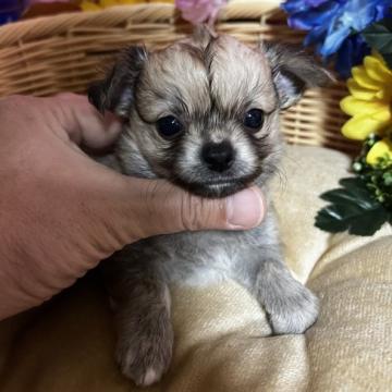 チワワ(ロング)【福岡県・男の子・2022年8月12日・フォーン&ホワイト】の写真「鼻ぺちゃかわいい小ぶりの女の子です🎶」