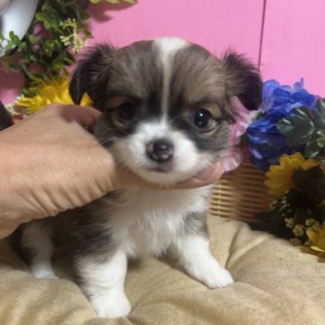 チワワ(ロング)【福岡県・女の子・2022年11月21日・セーブル&ホワイト】の写真「お鼻短く被毛フワフワかわいい女の子です🎶」