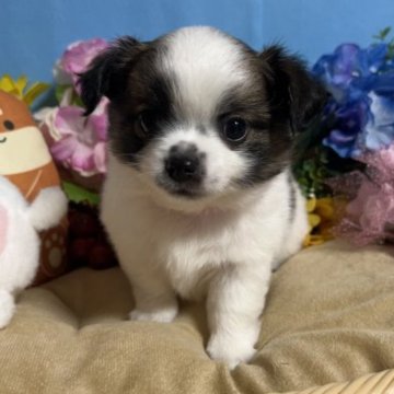 チワワ(ロング)【福岡県・男の子・2023年10月3日・パーティー】の写真「鼻ぺちゃでとてもかわいい男の子です♪」