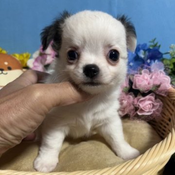 チワワ(ロング)【福岡県・男の子・2023年9月3日・パーティーカラー】の写真「鼻ぺちゃとても可愛い男の子です♪」