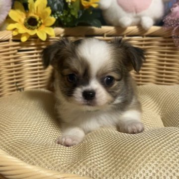 チワワ(ロング)【福岡県・女の子・2024年7月6日・レッド&ホワイト】の写真「鼻ぺちゃお顔まん丸小振りでかわいい女の子です♪」
